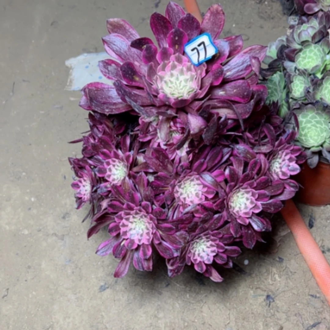 【闪购商品】多肉植物红铜白77