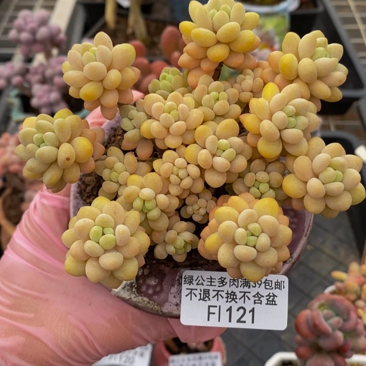 韩版花朵鱼子酱11cm121多肉植物