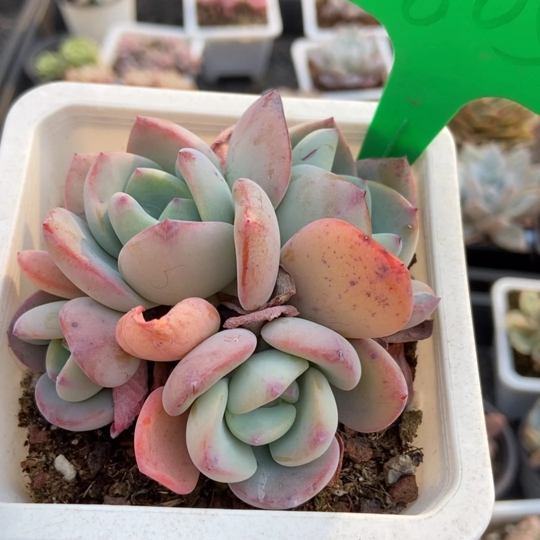 805白月光多肉植物保护