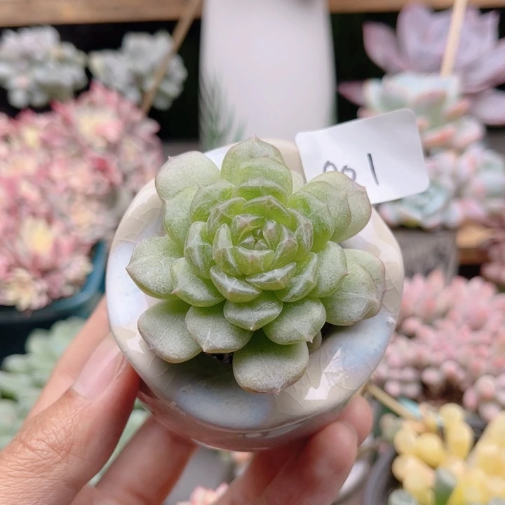 001 彩色恋人 带陶瓷盆发货 满28包邮