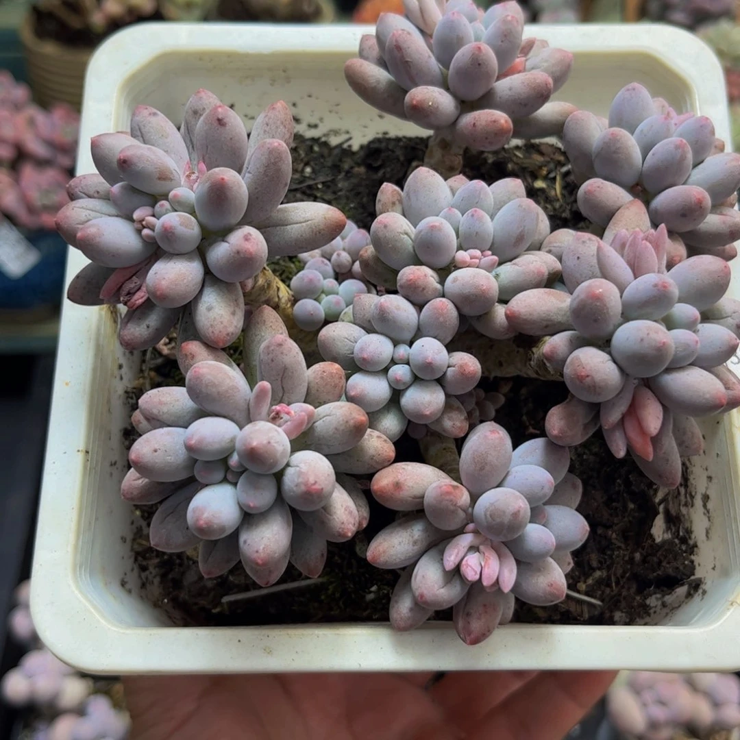 896婴儿手指10cm多肉