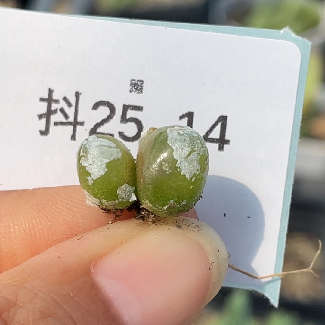 25-14小灯泡多肉植物