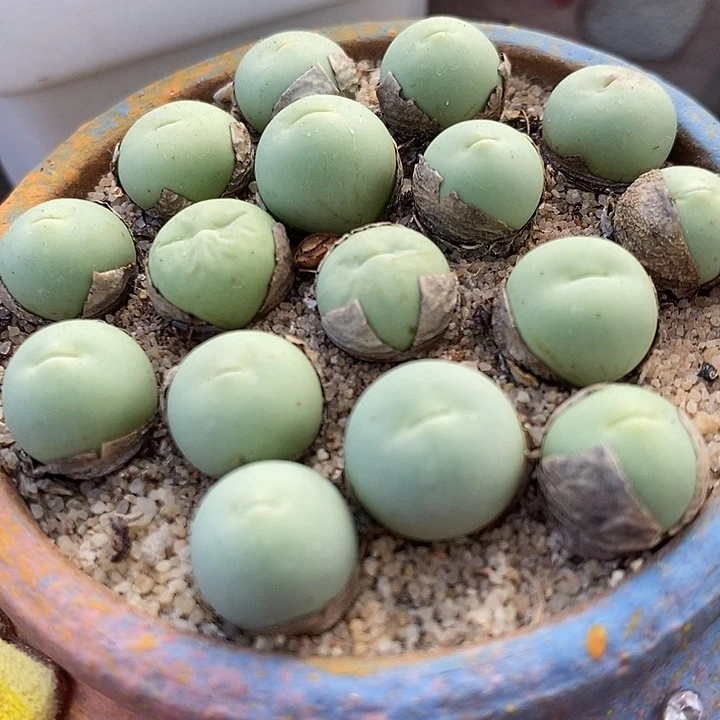 1厘米左右鸽子蛋1颗。