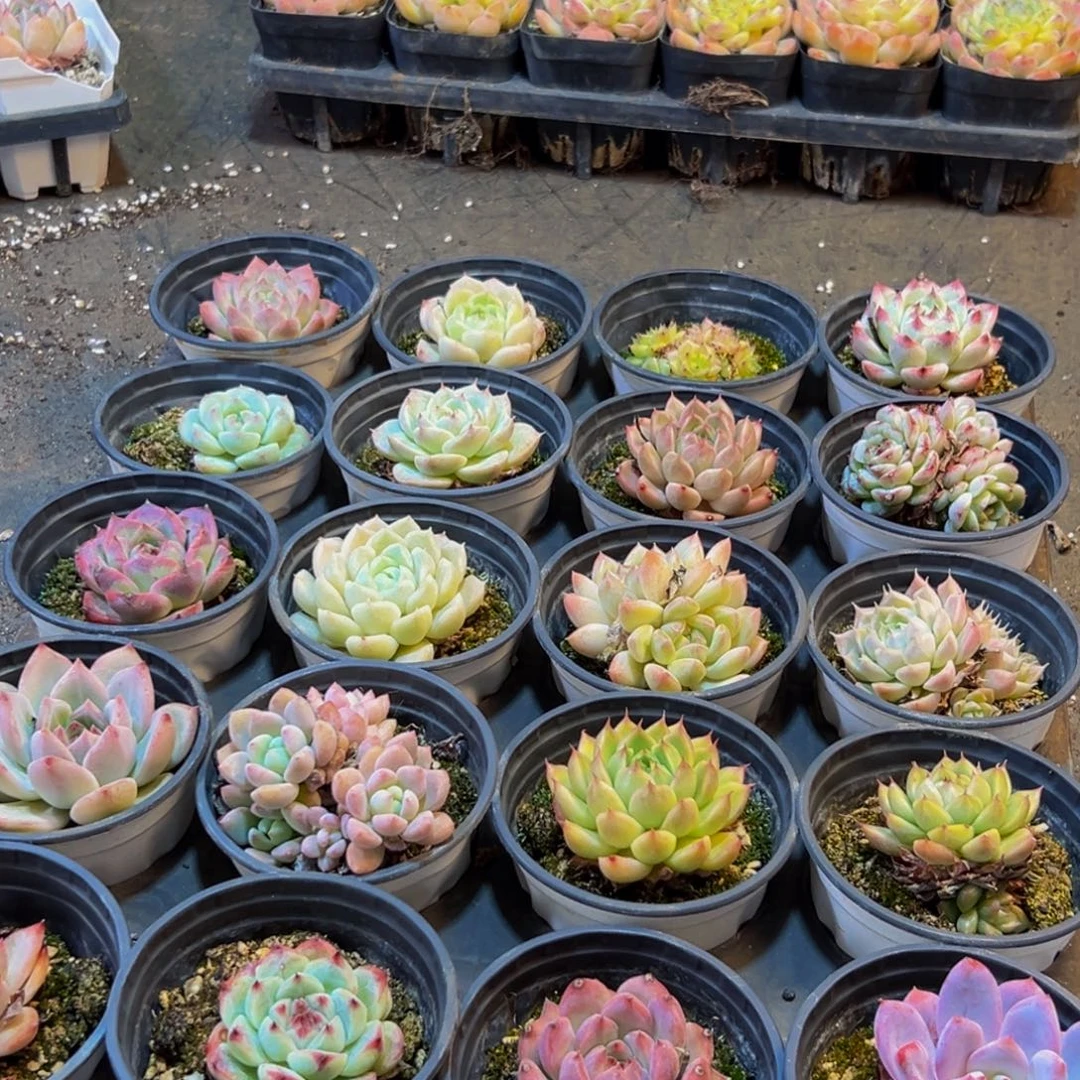 058的最后一天了啊我的天