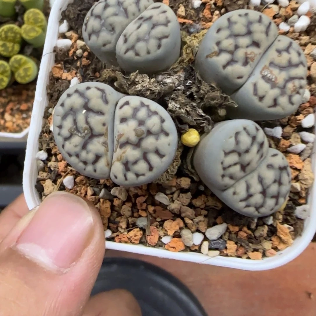 152生石花大棚直播