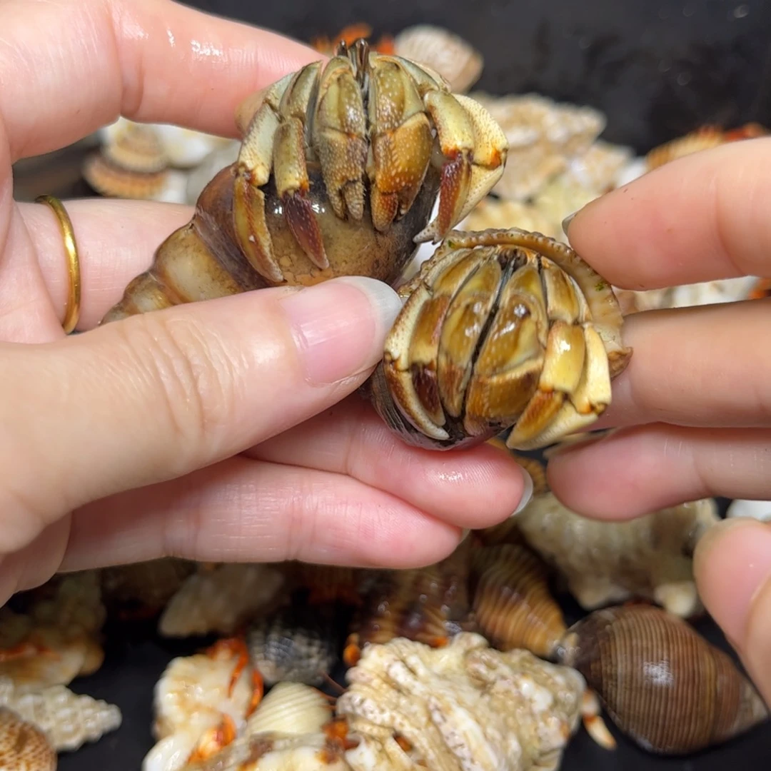 瓜瓜福利55米两个