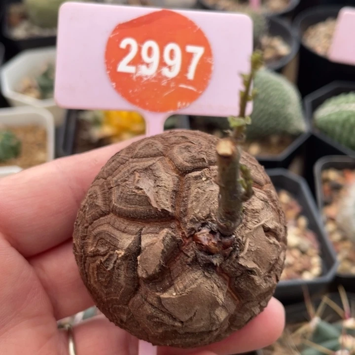 南非龟甲龙一棵29970000