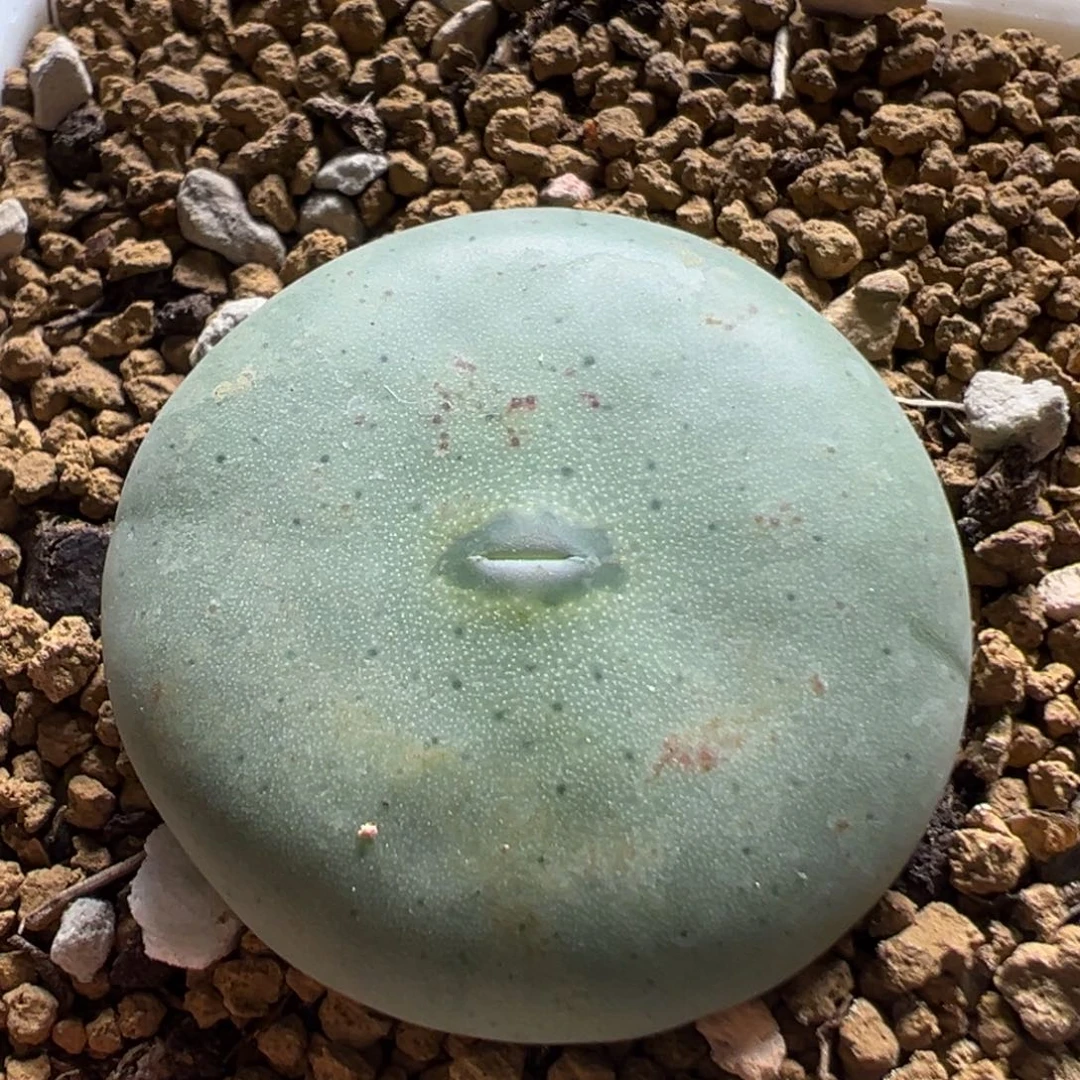 509多肉植物百科植物