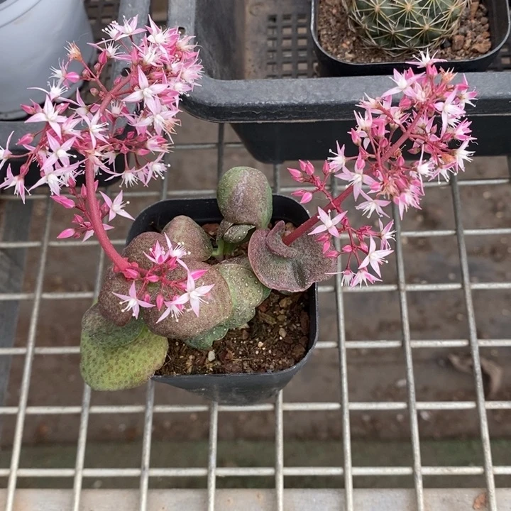 伯克利和格蕾纳等著名音乐家