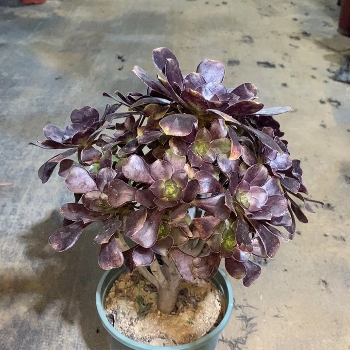 圆叶多肉植物14。