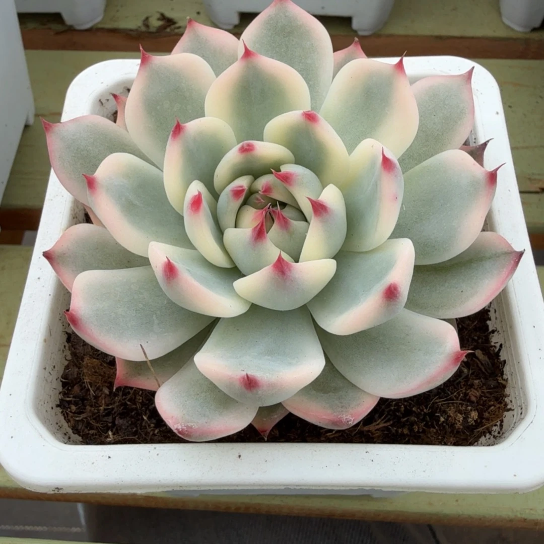 吉娃娃锦锦上园艺一物一拍