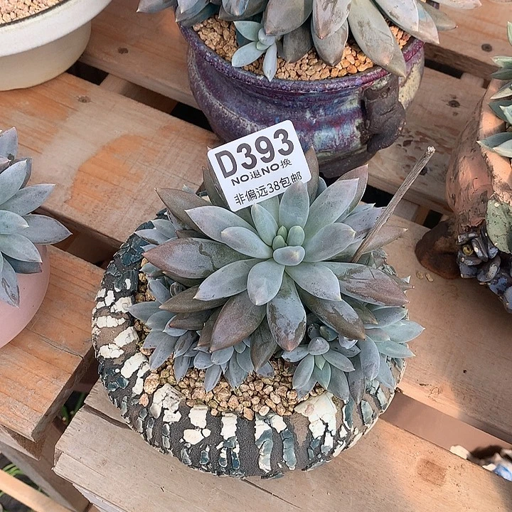 黄胖体哥特 393 基地已转处理 7-8天发货