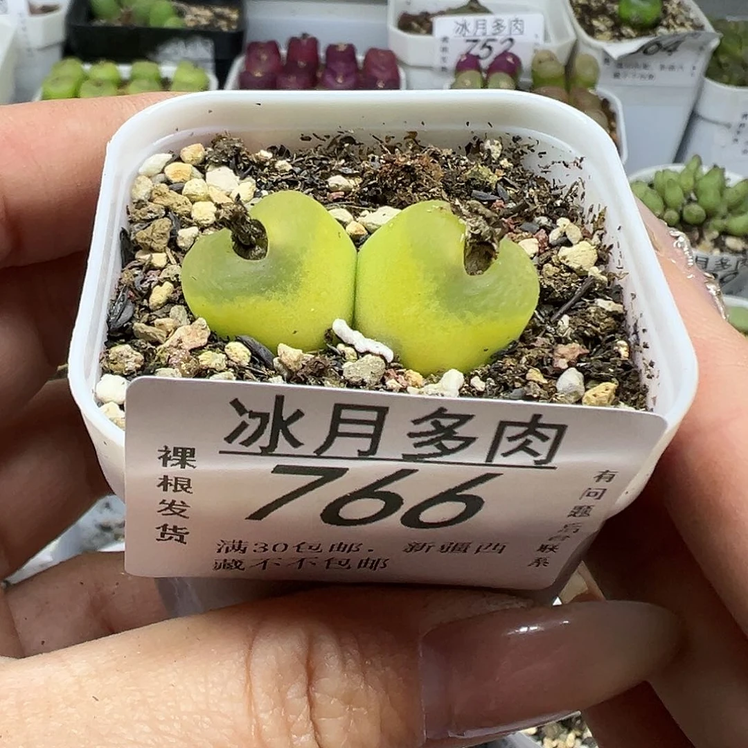 766欧泡带盆土发货