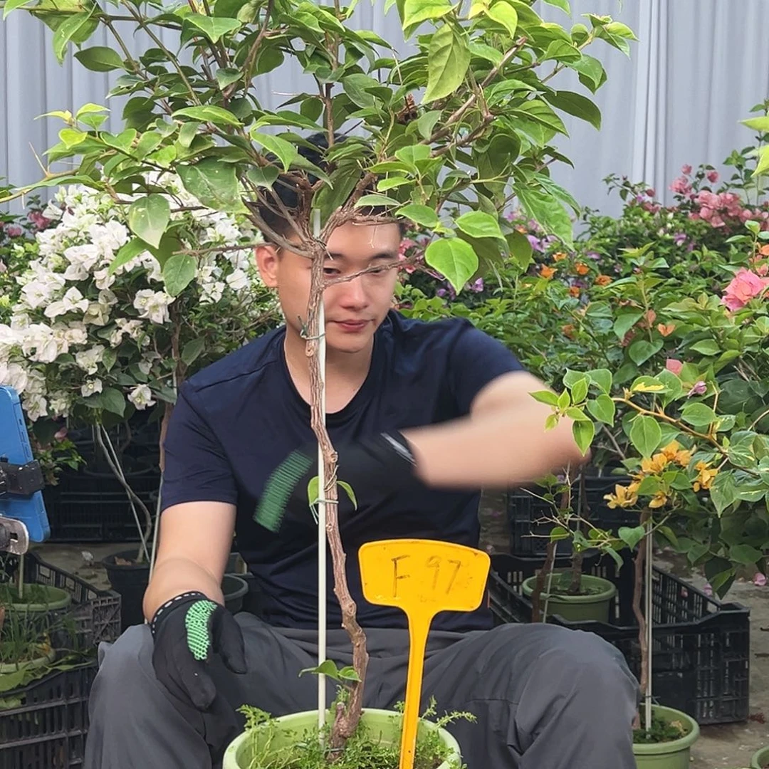 花***农大部分花苞少量开放F97广红樱