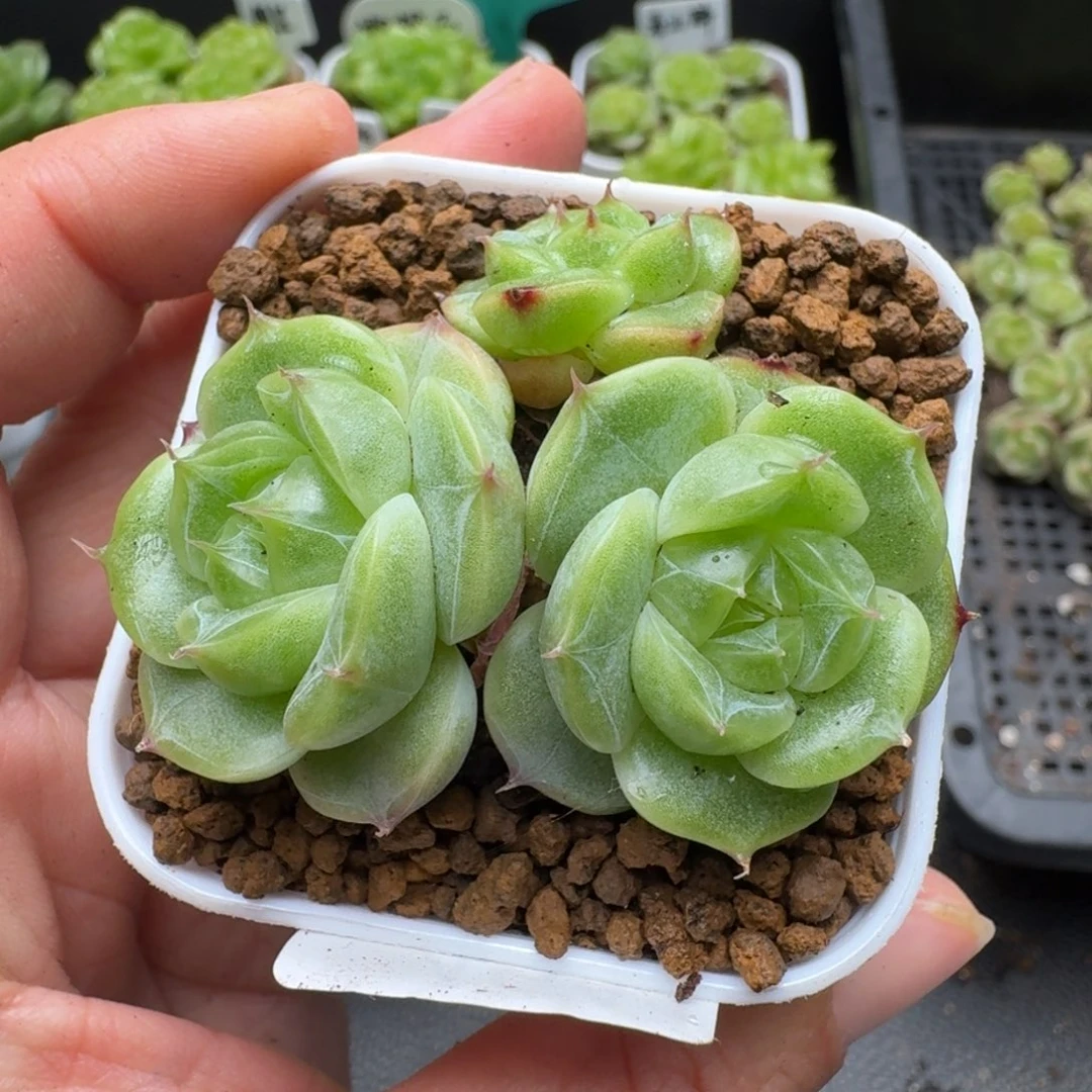 一物一拍一盒530-464