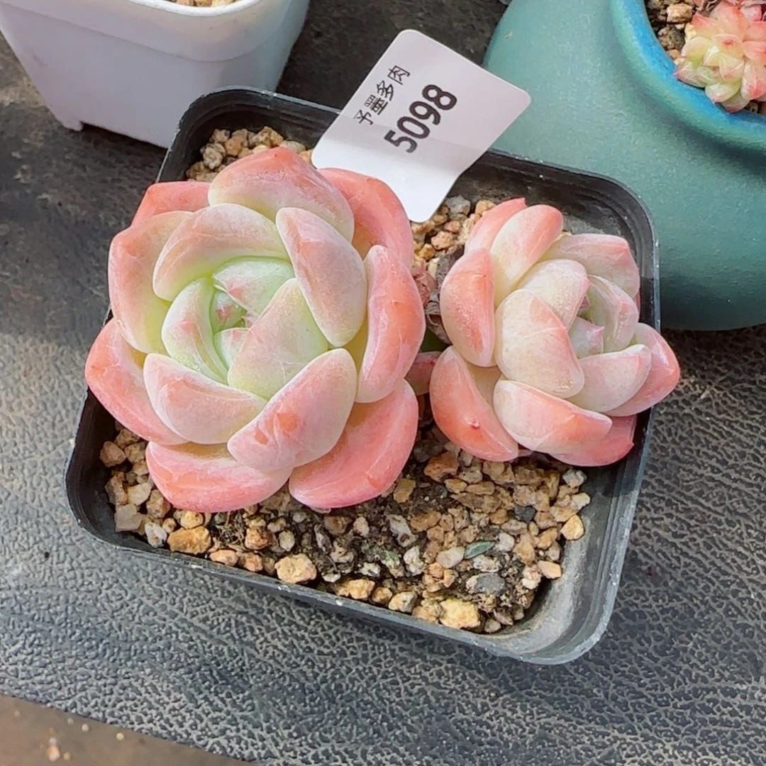 厚梦无砍，5098多肉植物