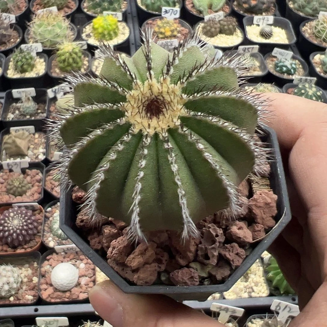 684实生祉刺尤伯球不含刺5.1