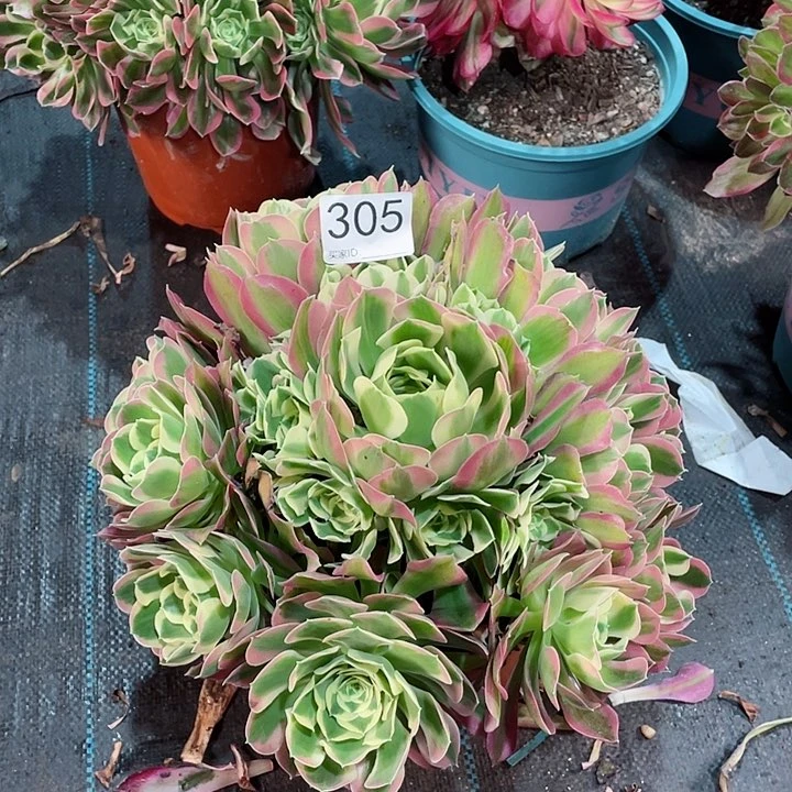 305白凤  冠幅26