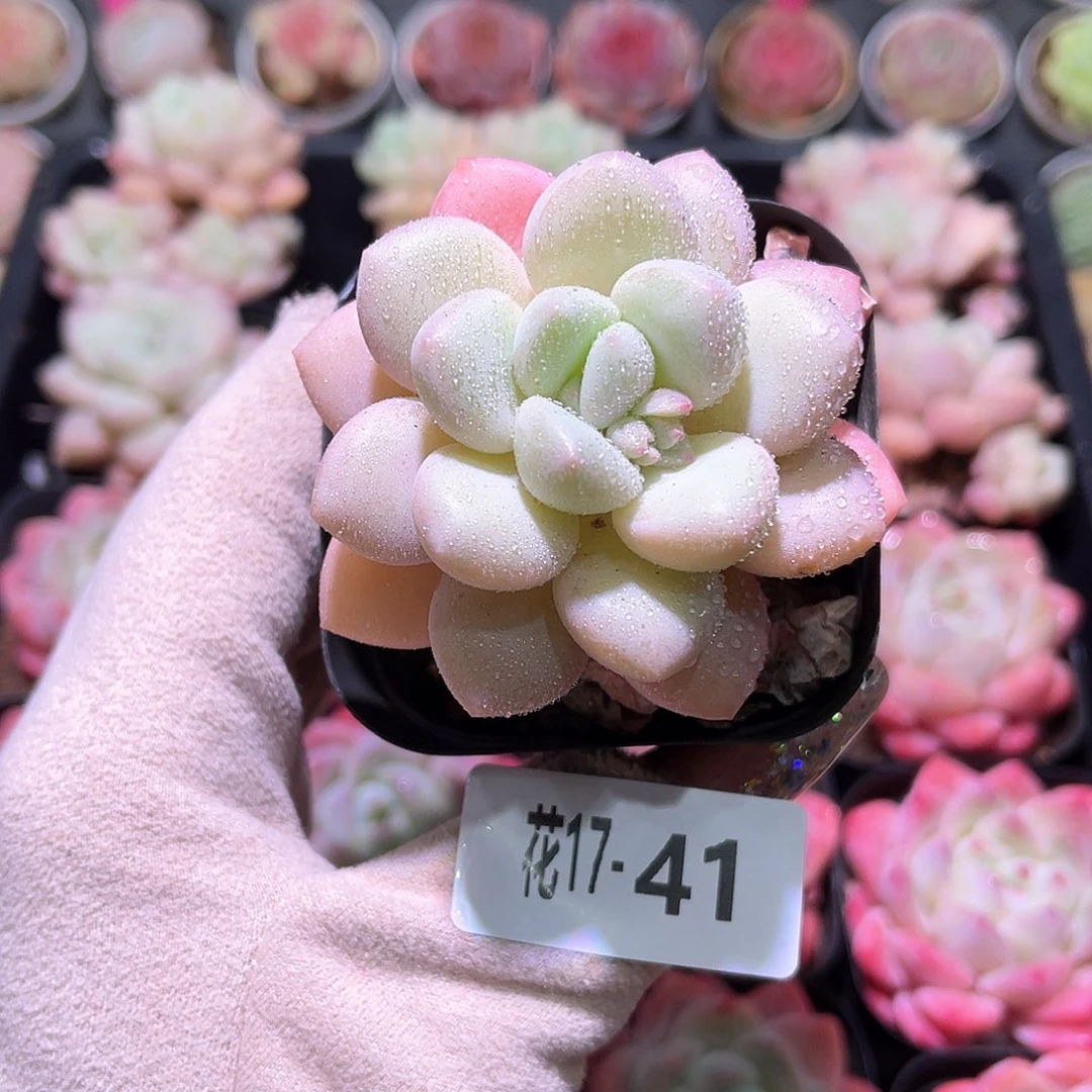 花利美17-41泡泡糖