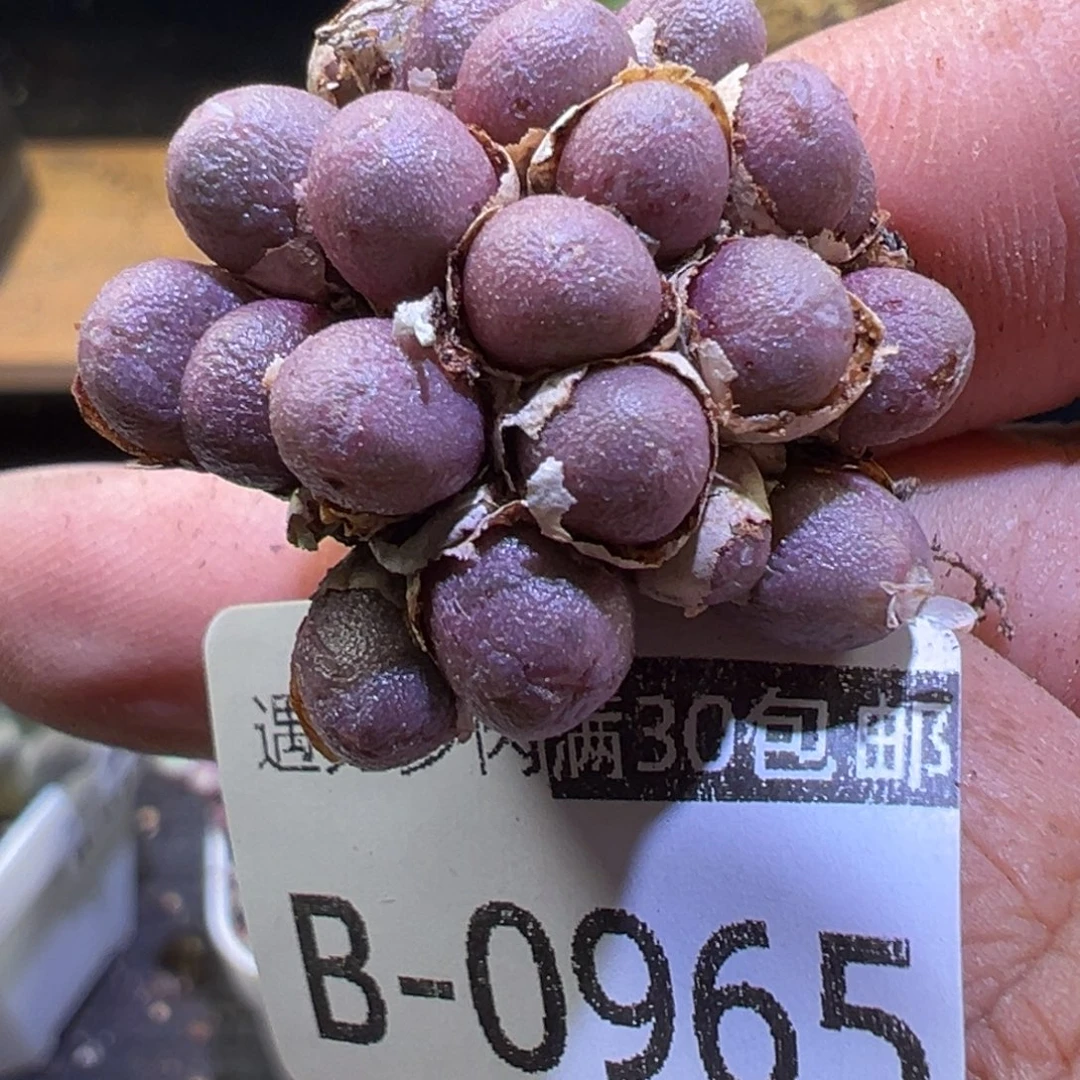 多肉植物11111111111