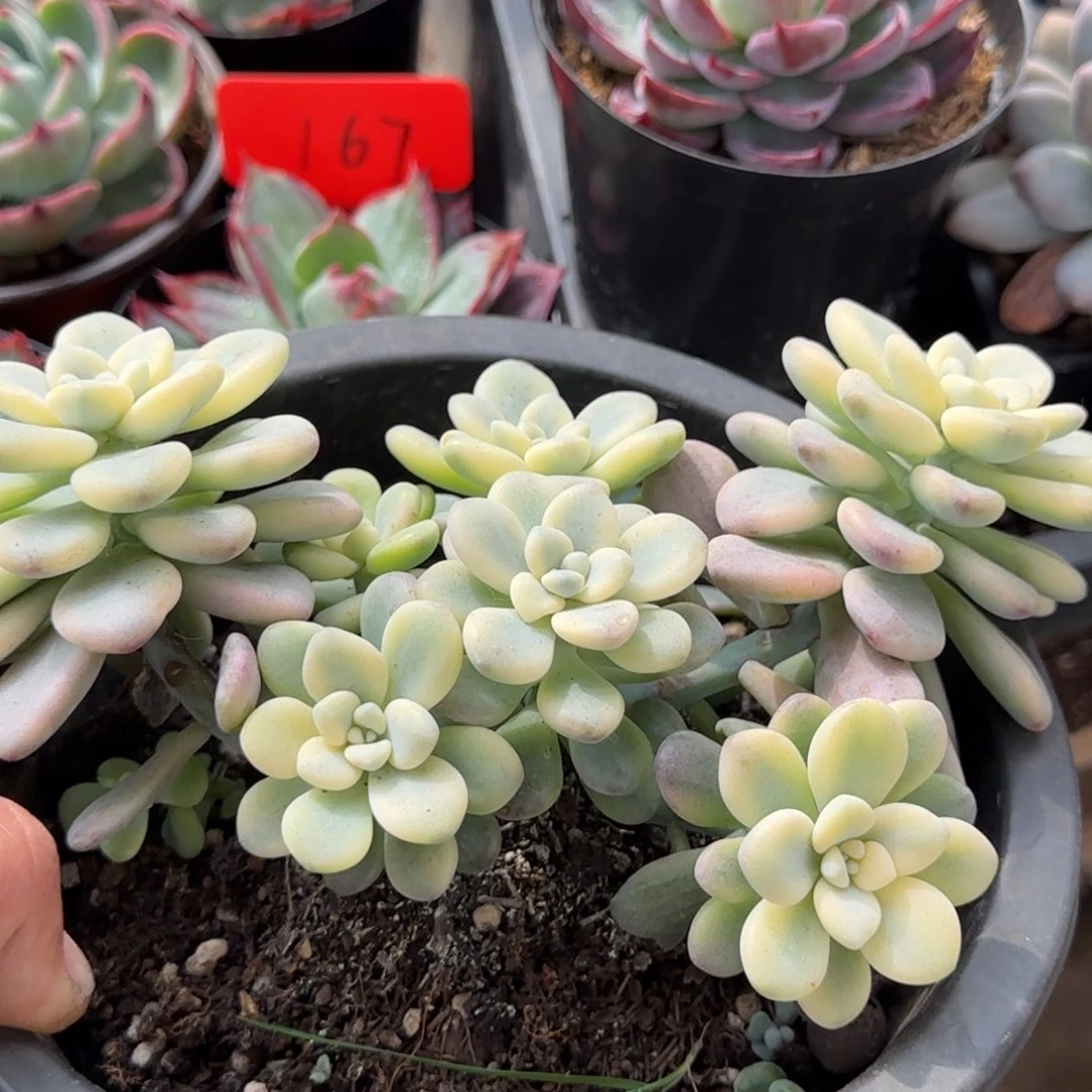 洛神锦一物一拍包装收缩花旱