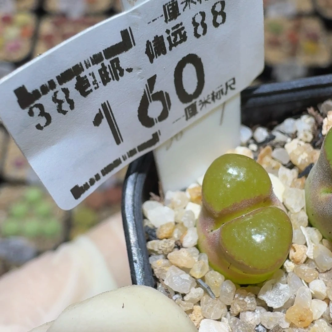 Ssss精品生石花160