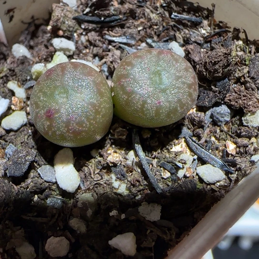 肉锥多肉植物百科-大S、462