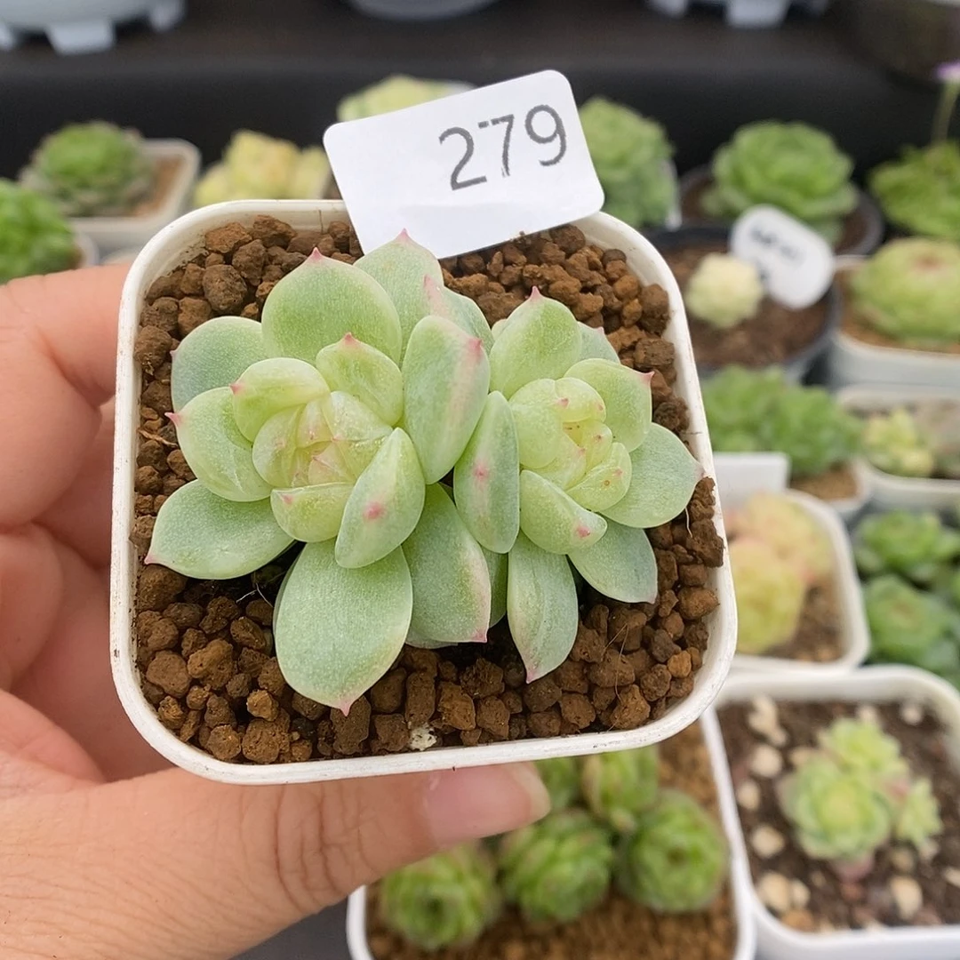 一物一拍一物一拍1022-279