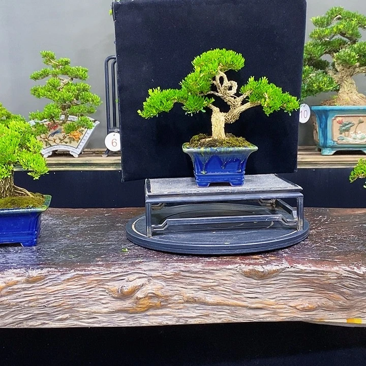 无花朵黄杨盆景四季常青