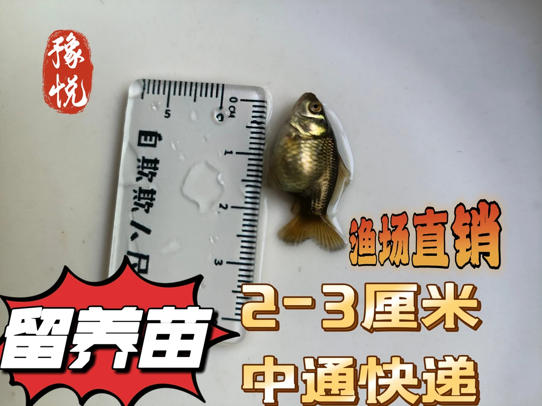 混搭留养原泰黑白三色玛丽泰狮花将军鱼苗2-3厘米