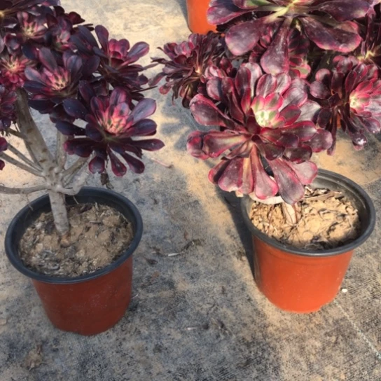 法师多肉植物顺***?法师788