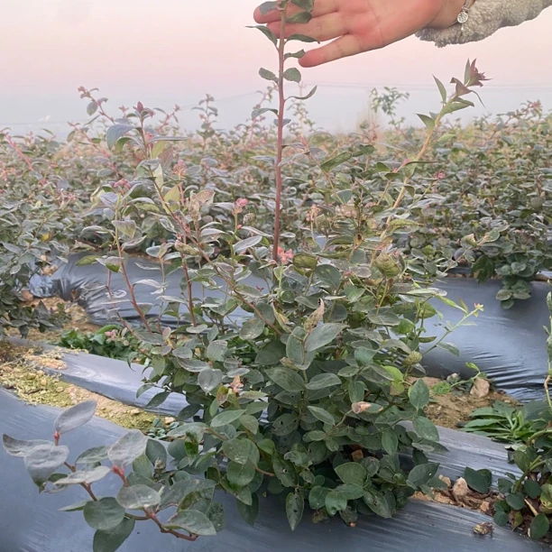 盆栽蓝莓树苗南北种植