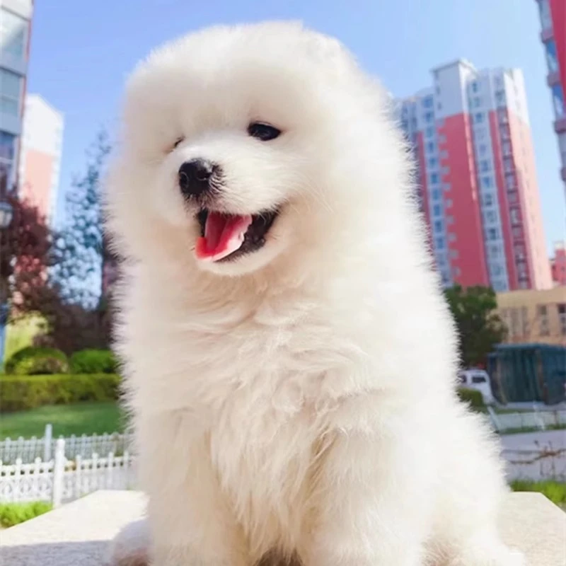 微笑天使萨摩耶纯种幼犬