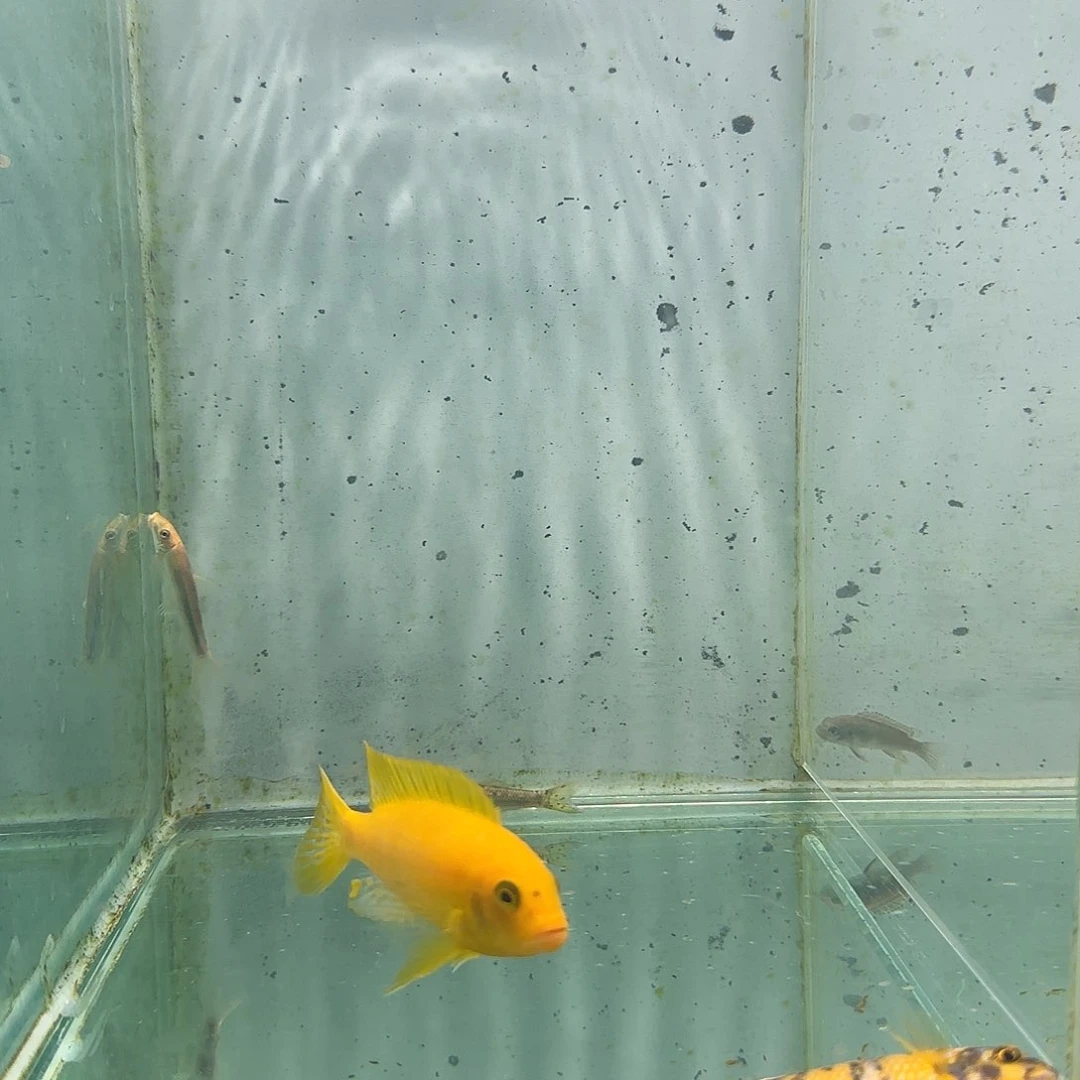 慈鲷c*生2410号比斯特