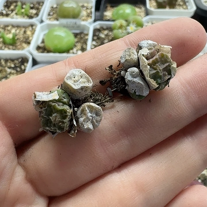 流****老马生石花方烧1735