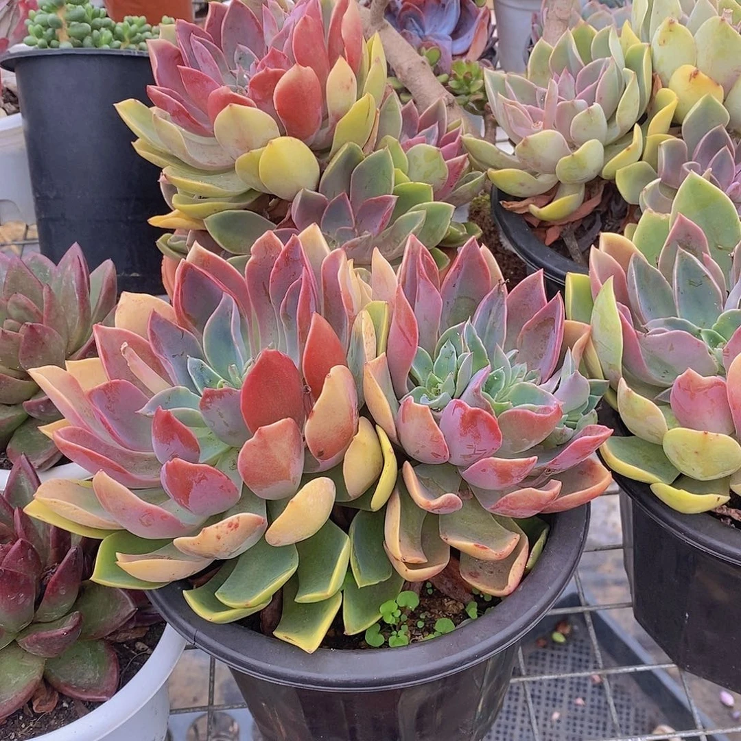 紫气东来双头起发老桩多肉