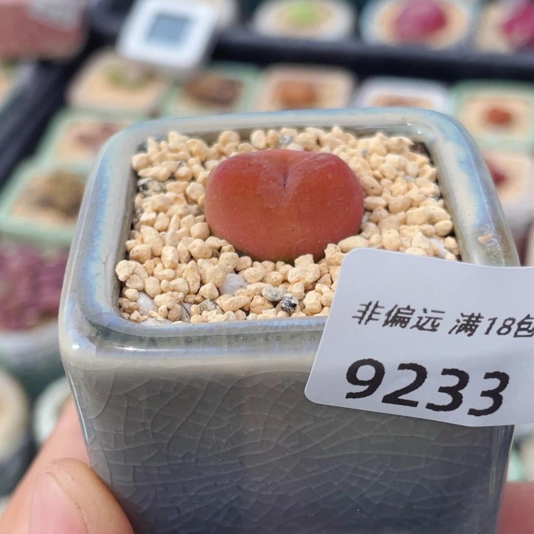 无花朵9233 一物一拍 带盆水蜜桃1430.5