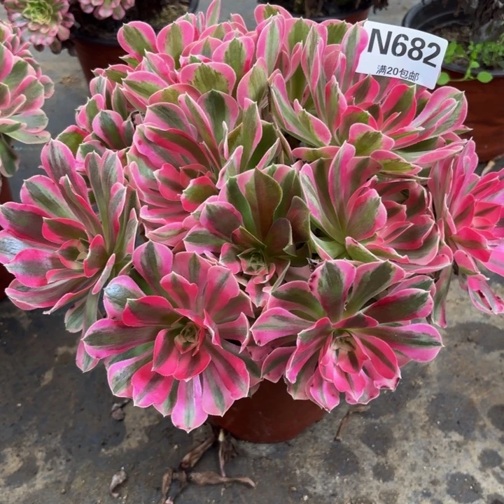 瑞妈多肉园艺682布