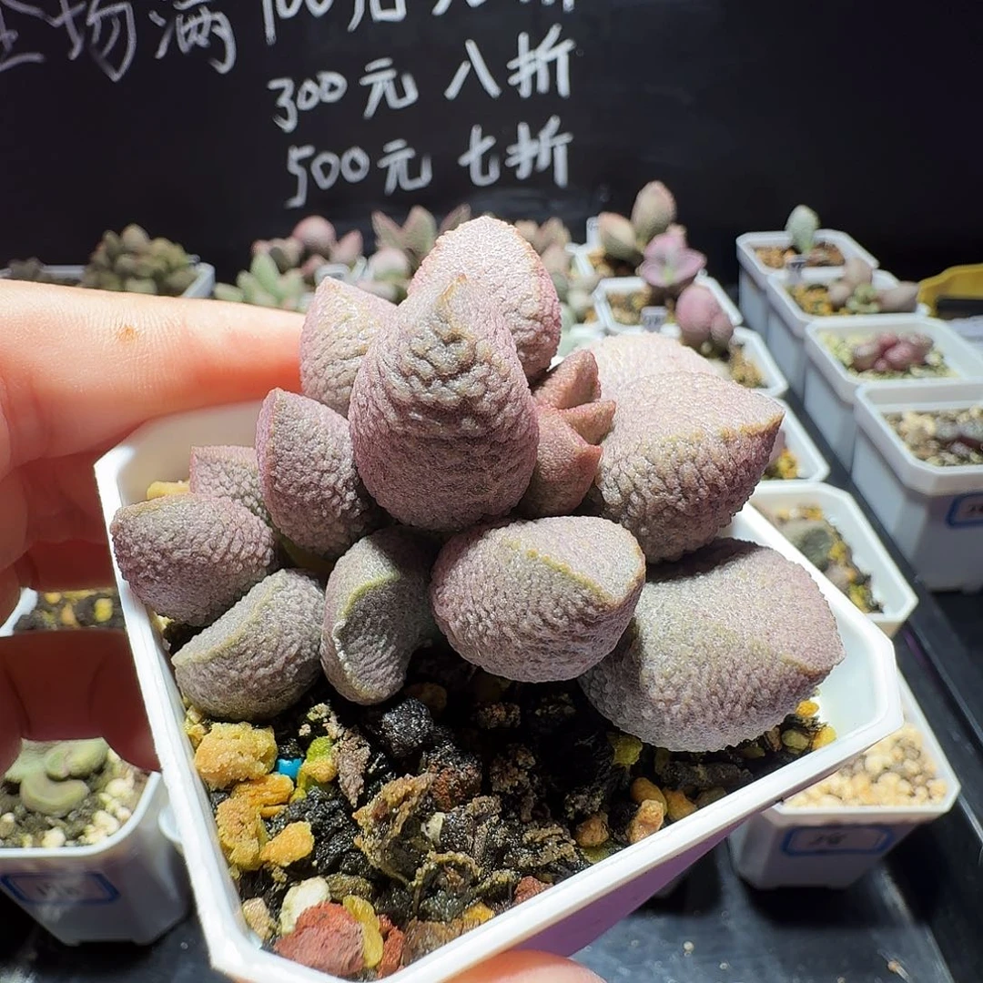 盲盒生水泡，带盆发货，满38包邮，植物售出不退不换