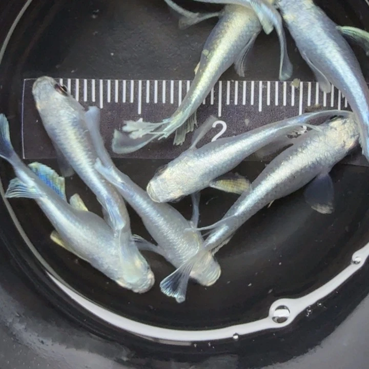 青鳉鱼短体天使10号