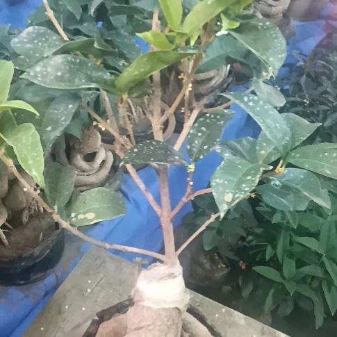 完全开放红花天香台阁