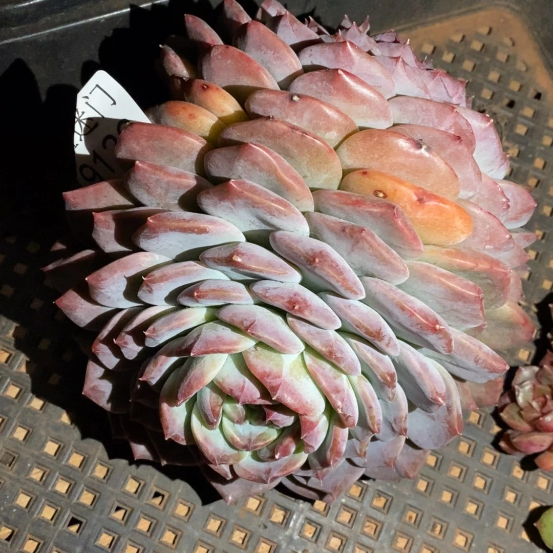 叶***D下播福利~9126~15厘米