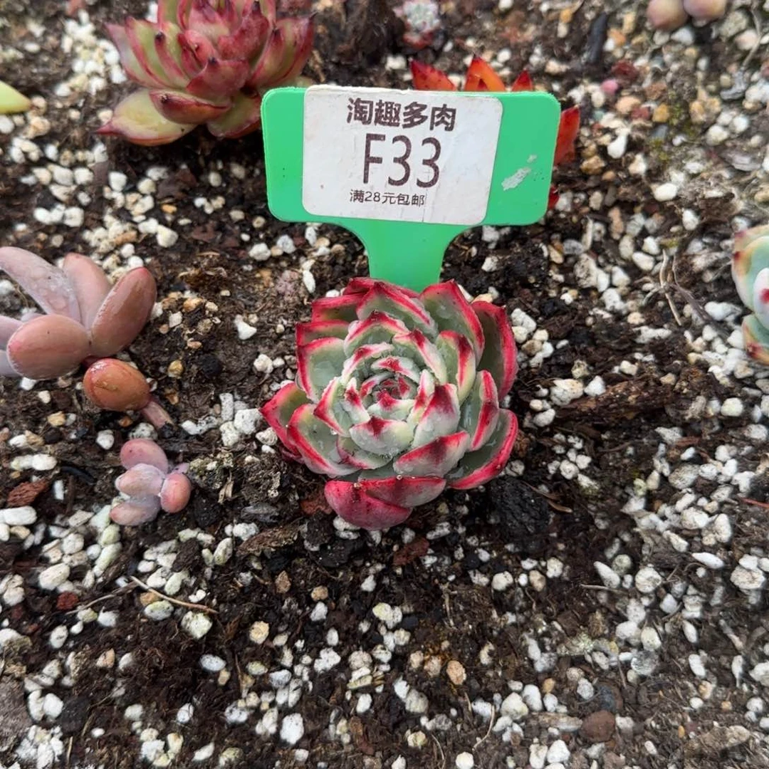 不****～多肉植物粉色正理景，仅仅仅仅仅仅