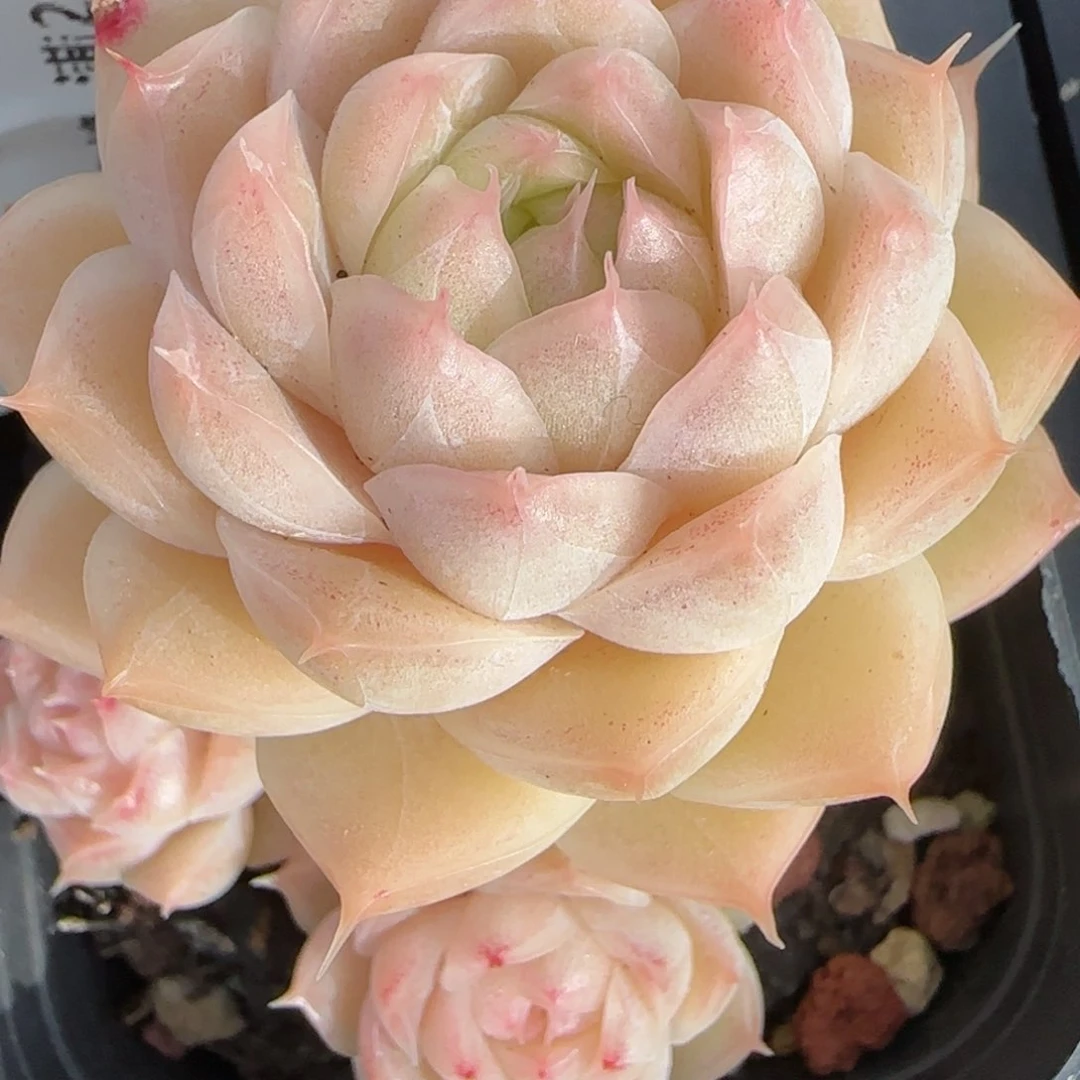 花语逸镜0201-14散