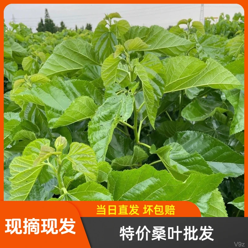 蚕宝宝桑叶【成都直发】桑叶新鲜南瓜现摘现发新鲜桑树叶养蚕套餐