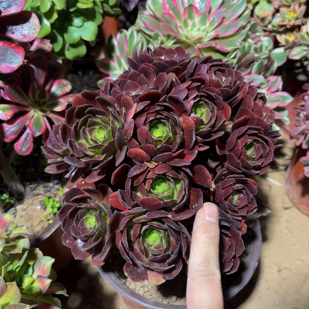 黑玫瑰绣球9.9法师木质