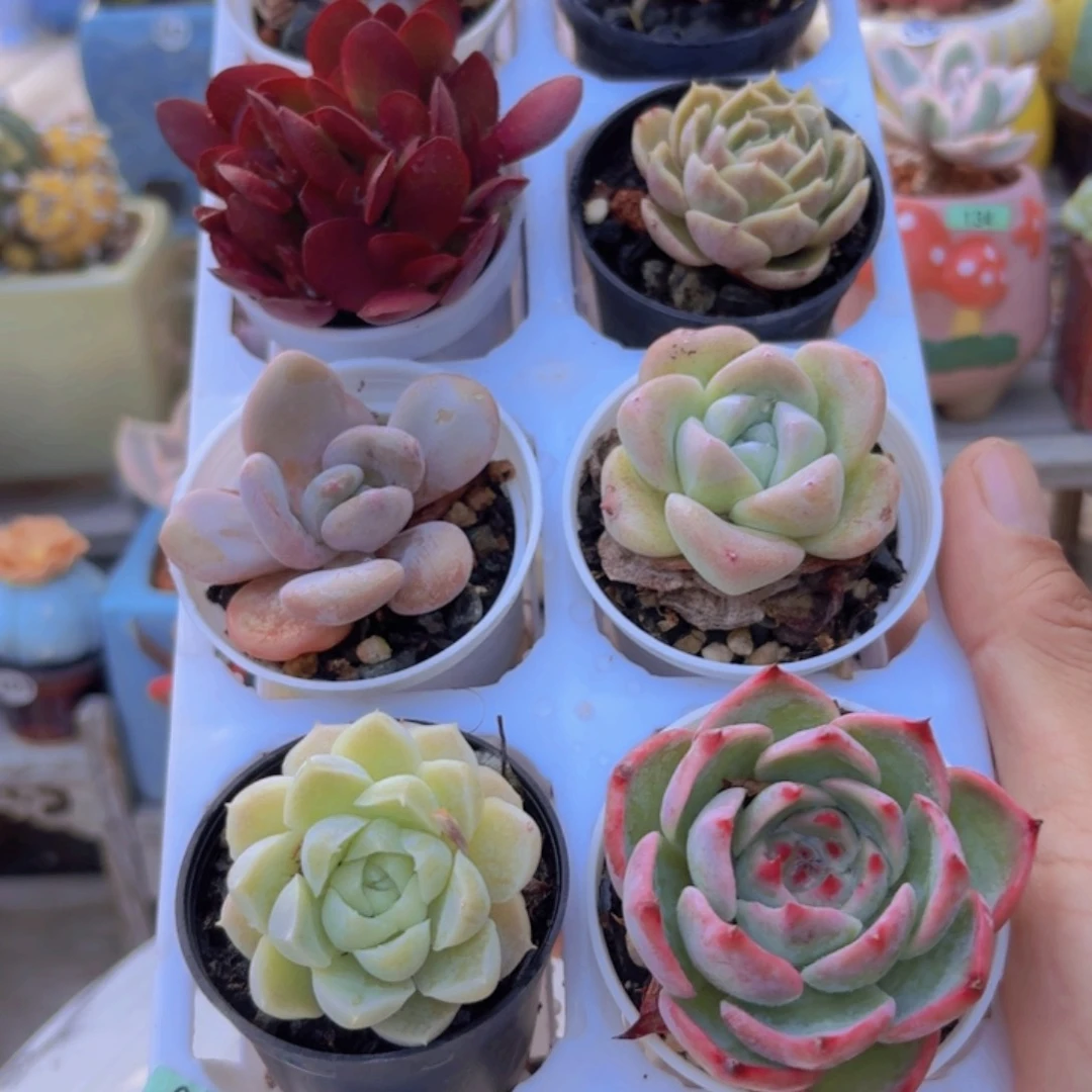 框拍一物一拍编号082