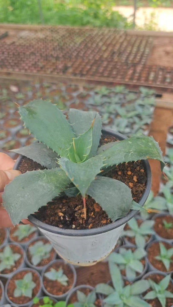 龙舌兰雷神龙舌兰小苗 Agave potatorum国外进口包对版
