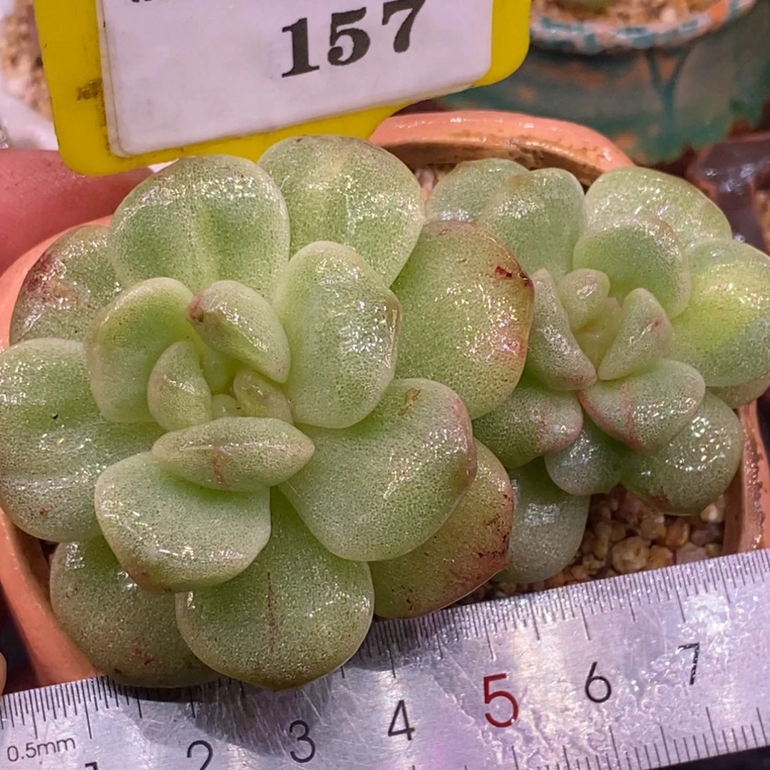 2157冰玉石化拉丝锦……