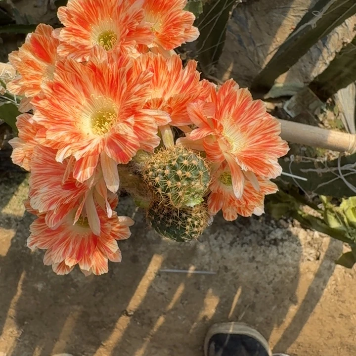 208丽五花肉无根歪3公分左右，20包邮